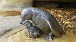 Penguin family - Boardwalk to Shelly Beach, Sydney, New South Wales, Australia