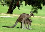 Making Joeys in Anglesea Golf Club - Great Ocean Road, Victoria, Australia