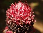 red bud - botanical garden of Soroa, Sierra del Rosario, Pinar del Rio, Cuba
