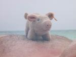 pig on white heaven - Cayo Levisa,  Pinar del Rio, Cuba