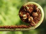 fern - botanical garden of Soroa, Sierra del Rosario, Pinar del Rio, Cuba