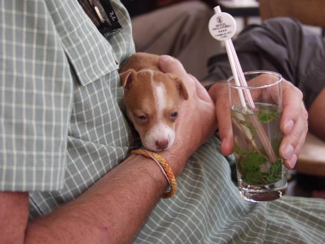 baby dog - Hotel Inglaterra, Old Havana, Cuba