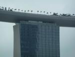 Palm trees reaching for the sky - Marina Bay Sands Hotel, Singapore