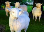 Sheep Lanterns - Lantern Festival, Auckland, North NZ