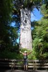 Tree Hugging - God of the Forest, Waipoua Forest, Westcoast, North NZ