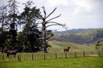 Rural scene - Kerikeri,  Bay of Islands, North NZ