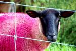 New Breed Pink Sheep -  Waiwera Sheep World, Eastcoast, North NZ