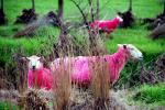 Elegant in Pink - Waiwera Sheep World, Eastcoast, North NZ