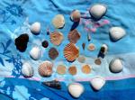 Seashells and such - Papamoa Beach, Bay of Plenty, NZ