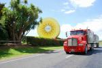 Kiwi Farm  - Te Puke, Bay of Plenty, North NZ