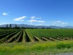 Vineyard near Blenheim - Eastcoast, South NZ