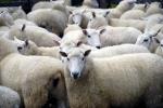 Lamb Shops alive - Highway No 2, North Palmeston, South NZ
