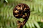 Fern koru - Franz-Josef-Glacier, Westcoast, South NZ