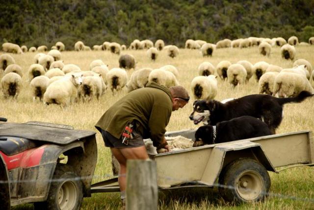 Shepherd - Milford Road, Southland, South NZ