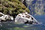  Seals on Rock - Mitre Peak Cruises, Milford Sound, South NZ