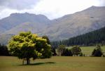  Light Green Tree - Milford Road, Southland, South NZ