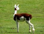 New Inhabitant - Alpaca, Telford Park, South NZ