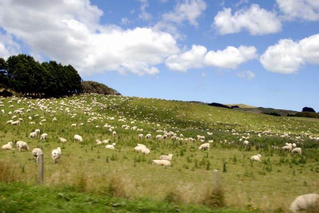   Sheep on meadow - Leeston, South NZ