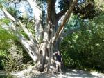 Big tree - Botanic Gardens, Christchurch, NZ