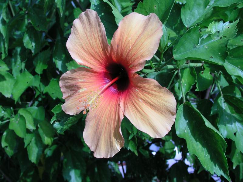 Hibiscus flower - Beruwala, Sri Lanka