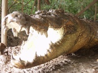 Don't bite me - Crocodile snapping at Billabong Sanctuary, Townsville, Queensland, OZ