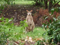Funny Kangaroo - Bowling Green Bay National Park, Townsville, East Coast Queensland, OZ