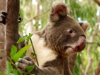 Lazy Koala - Billabong Gardens, Townsville, Queensland, OZ