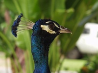 Peacock - Breakfast visitor in Flame Tree Park, Airlie Beach, East Coast Queensland, OZ