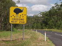 Watch the Wildlife - Cassowaries crossing the road to Mission Beach, East Coast Queensland, OZ