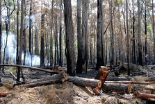 Controlled Burning - New South Wales, Australia