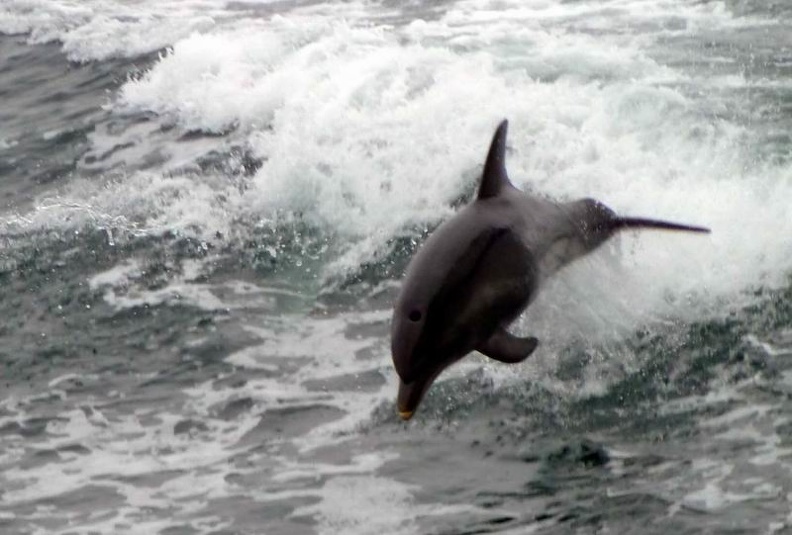Dolphin_encounter_Port_Phillip_Bay_Victoria_Australia.jpg