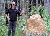 Termite Hill in forest - Pebbly Beach, New South Wales, Australia