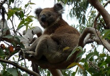 First Koala - Great Ocean Road, Victoria, Australia