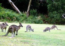 Golf Club Green Mowers - Anglesea,  Great Ocean Road, Victoria, Australia