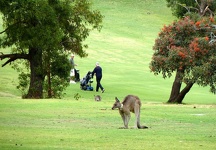 Kangaroo on Golf Premisses - Anglesea Golf Club, Great Ocean Road, Victoria, Australia