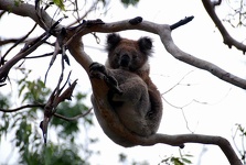 Koala in the sky - Great Ocean Road, Victoria, Australia