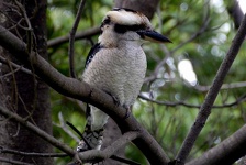 Kookaburra Bird - Kennett River, Great Ocean Road, Victoria, Australia