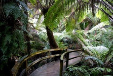 Maits Rest Rainforest - Otway National Park, Great Ocean Road, Victoria, Australia