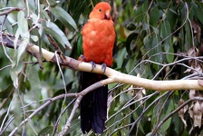 Parrot in Kennett River - Great Ocean Road, Victoria, Australia