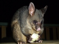 Possum on balcony - Ulladulla, New South Wales, Australia