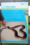 Respect a Copperhead Snake - Phillip Island, Victoria, Australia
