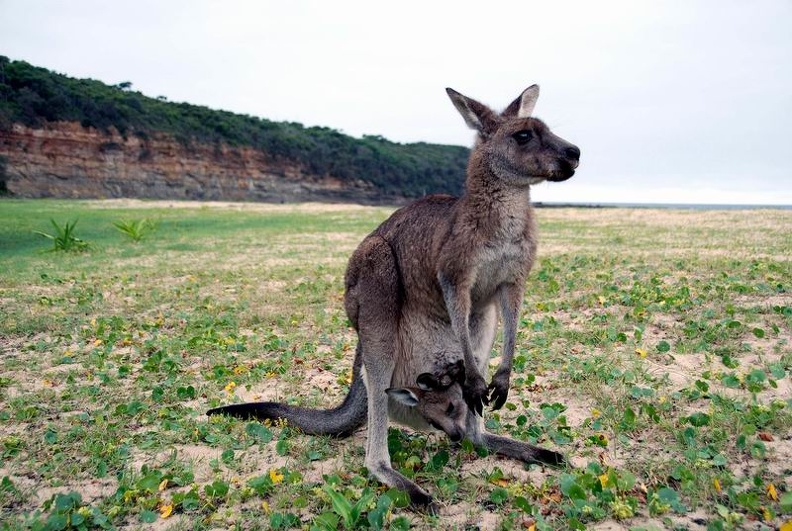 Roo_Mum_and_Joey_Pebbly_Beach_New_South_Wales_Australia.jpg