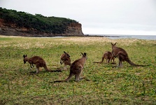 Roo Party - Pebbly Beach, New South Wales, Australia