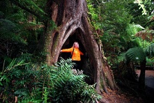 Tree in Maits Rest Rainforest - Otway National Park, - Great Ocean Road, Victoria, Australia