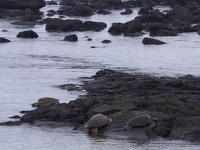 Turtels on Keauhou Beach - Big Island