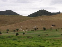 Cows - Orongo Bay, NZ Northland
