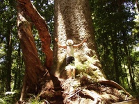 Normal Kauri Tree - Waipoua Forest, NZ Northland