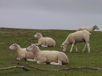 Naked Sheep - Bushy Beach Scenic Reserve, Oamara, South NZ