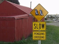 Penguins Crossing - Oamara, Waitaki District, South NZ