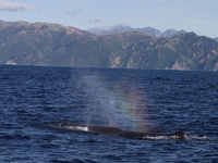 Rainbow blowing - Huge Sperm Whale, in front of Kaikoura Bay, East Coast, South NZ